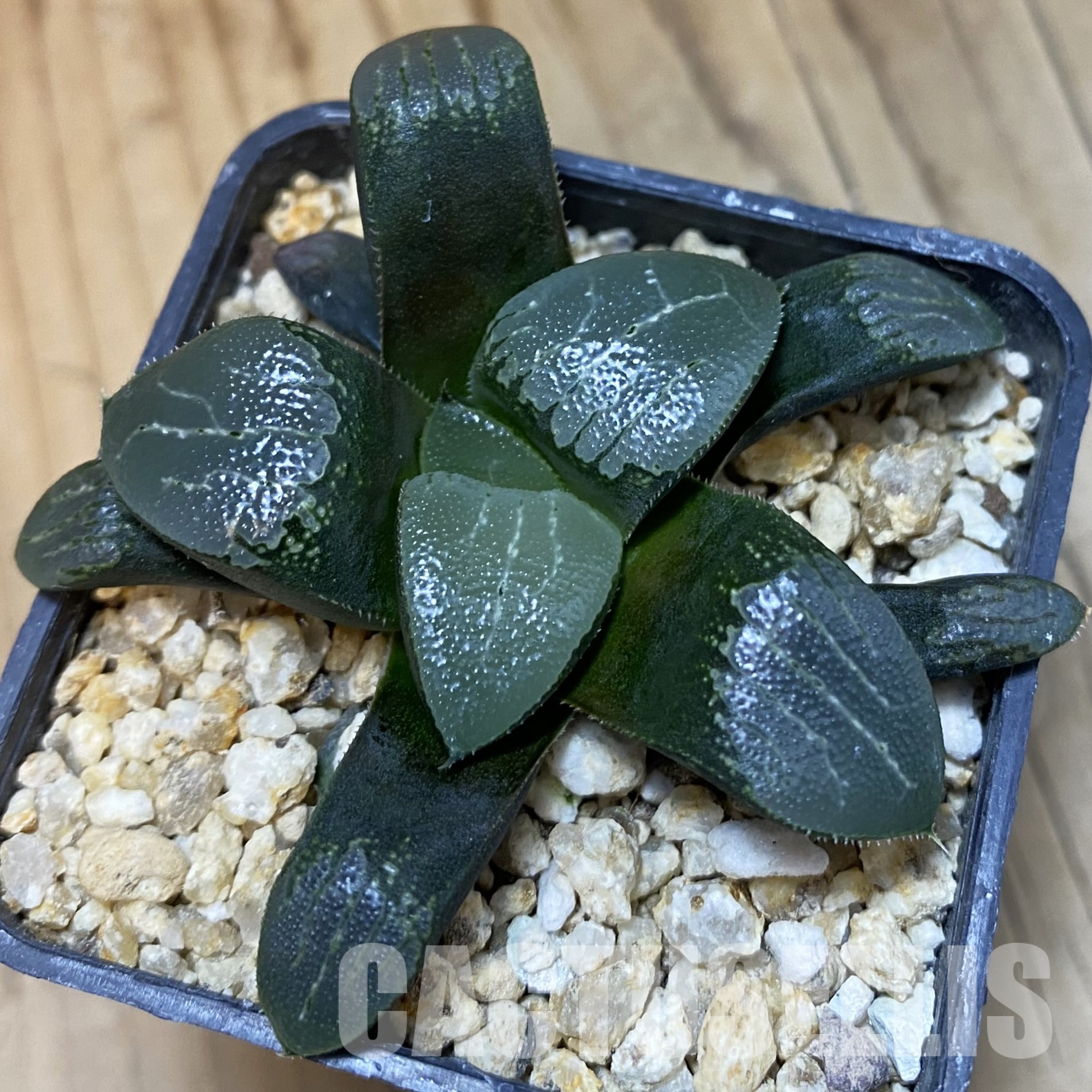 SH32327 Haworthia bayeri x springbokvlakensis
