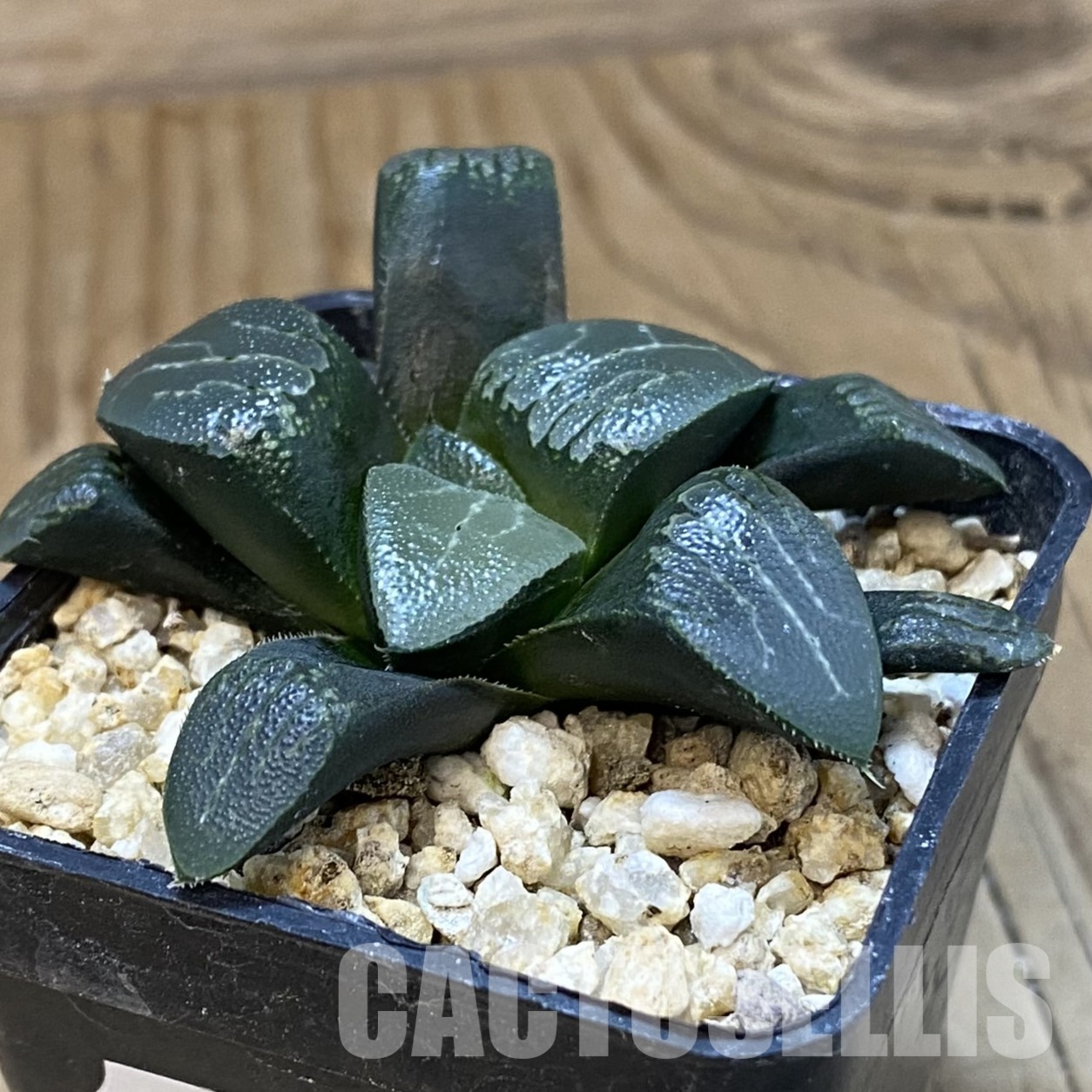 SH32327 Haworthia bayeri x springbokvlakensis - Image 2