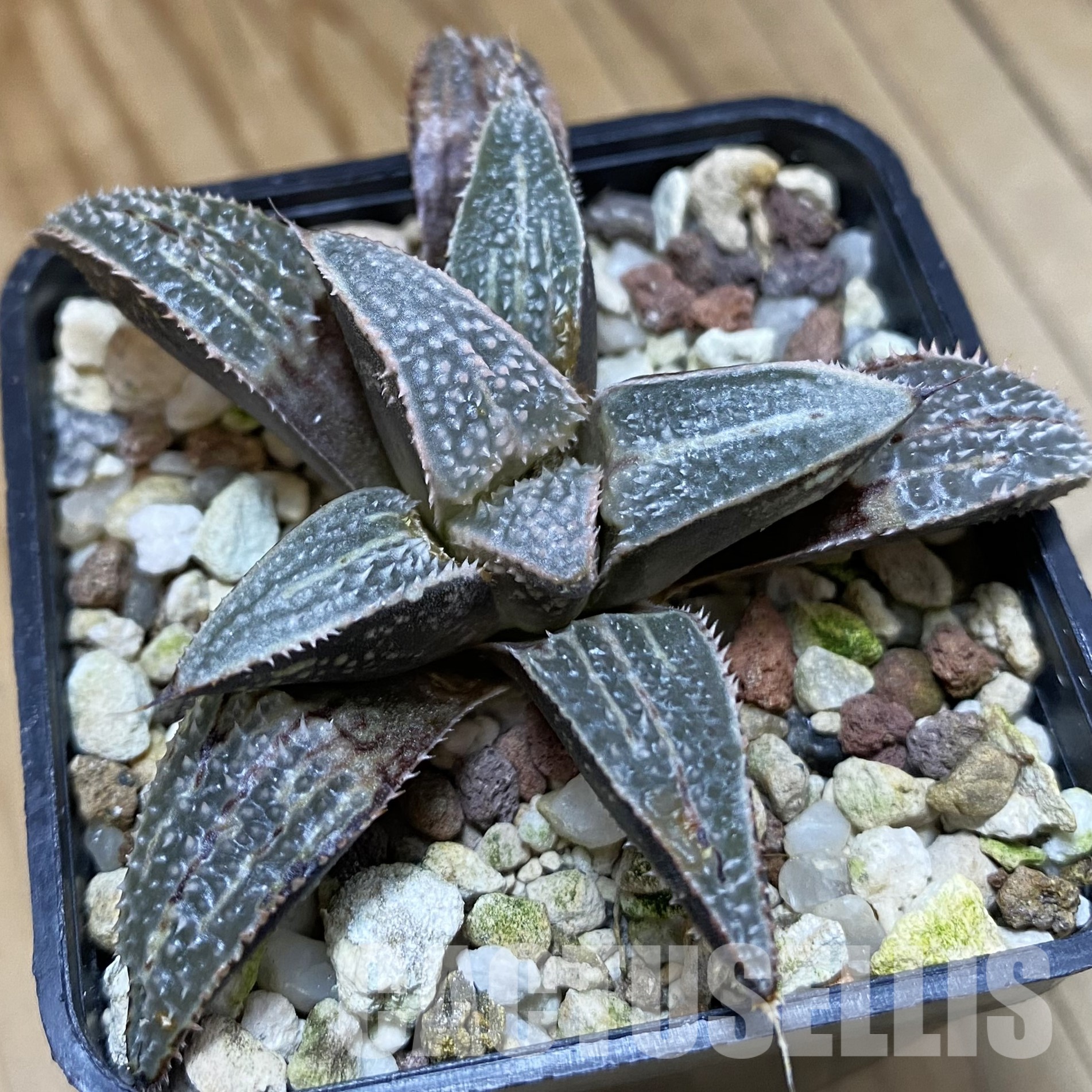 SH32328 Haworthia 'Bev's Wonder' F2 hybrid
