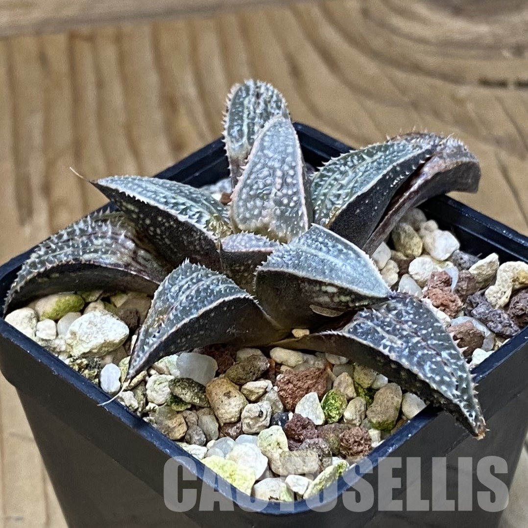 SH32328 Haworthia 'Bev's Wonder' F2 hybrid - Image 2
