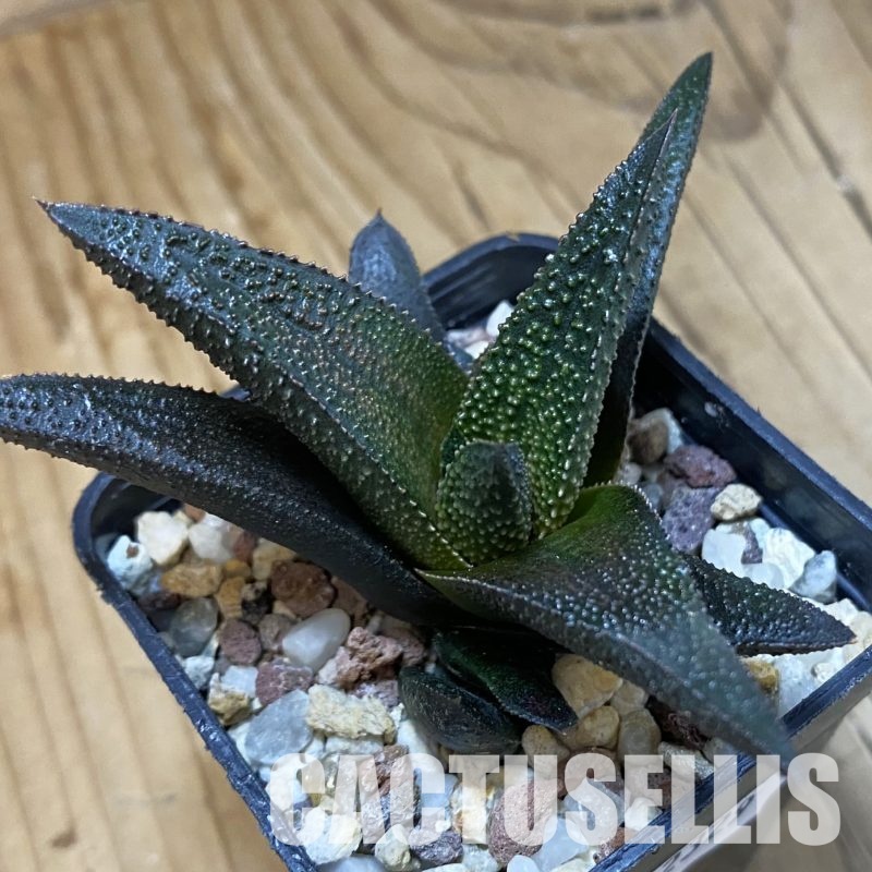 SH32329 Haworthia scabra x koelmaniorum