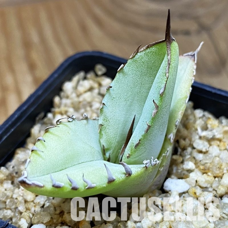 SH32331 Agave titanota ‘Blue Alabaster’