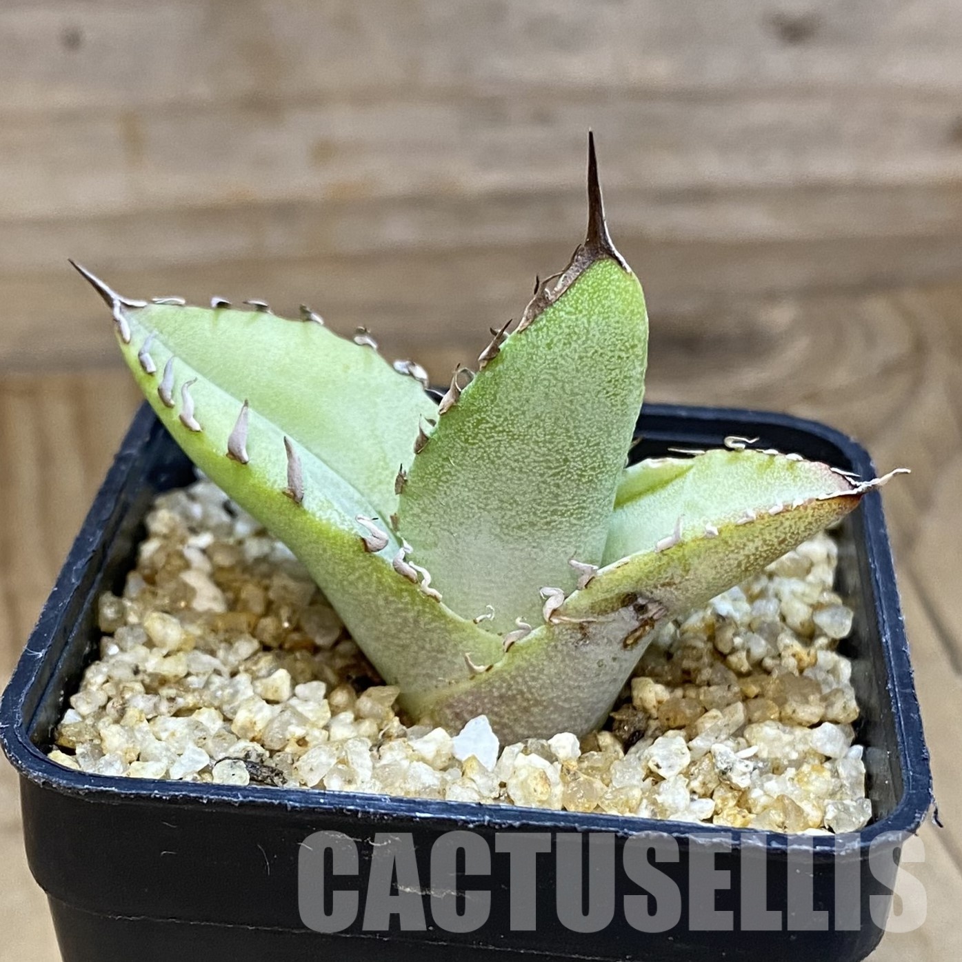 SH32331 Agave titanota ‘Blue Alabaster’ - Image 2