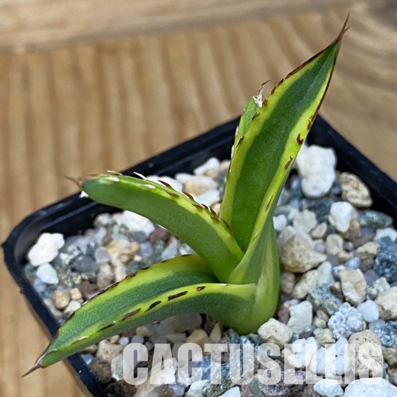 SH32332 Agave victoriae-reginae f. variegata