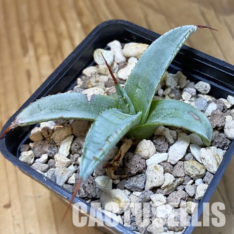 SH32333 Agave petrophila