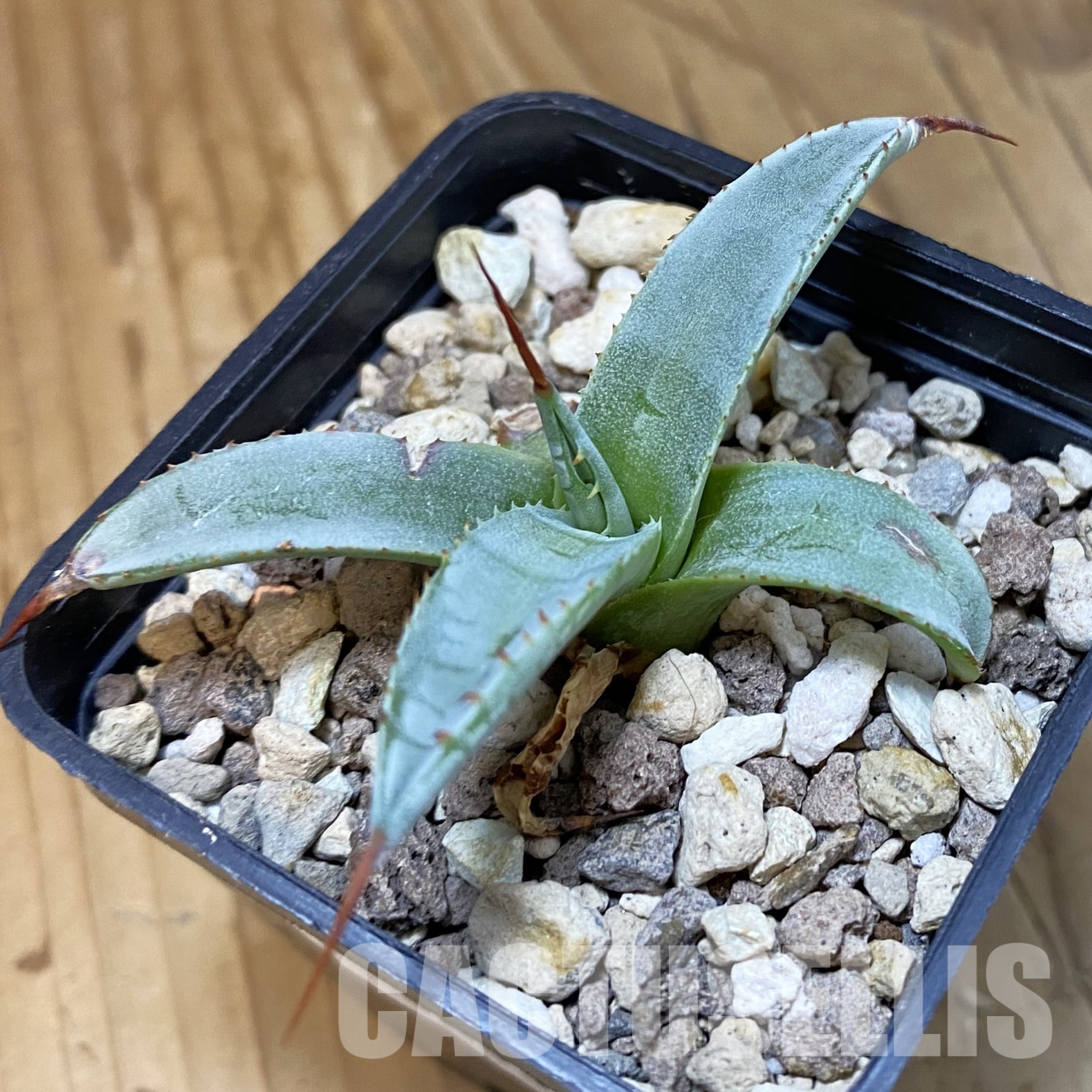 SH32333 Agave petrophila