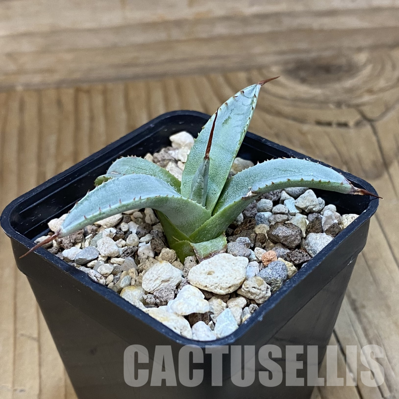 SH32333 Agave petrophila - Image 2