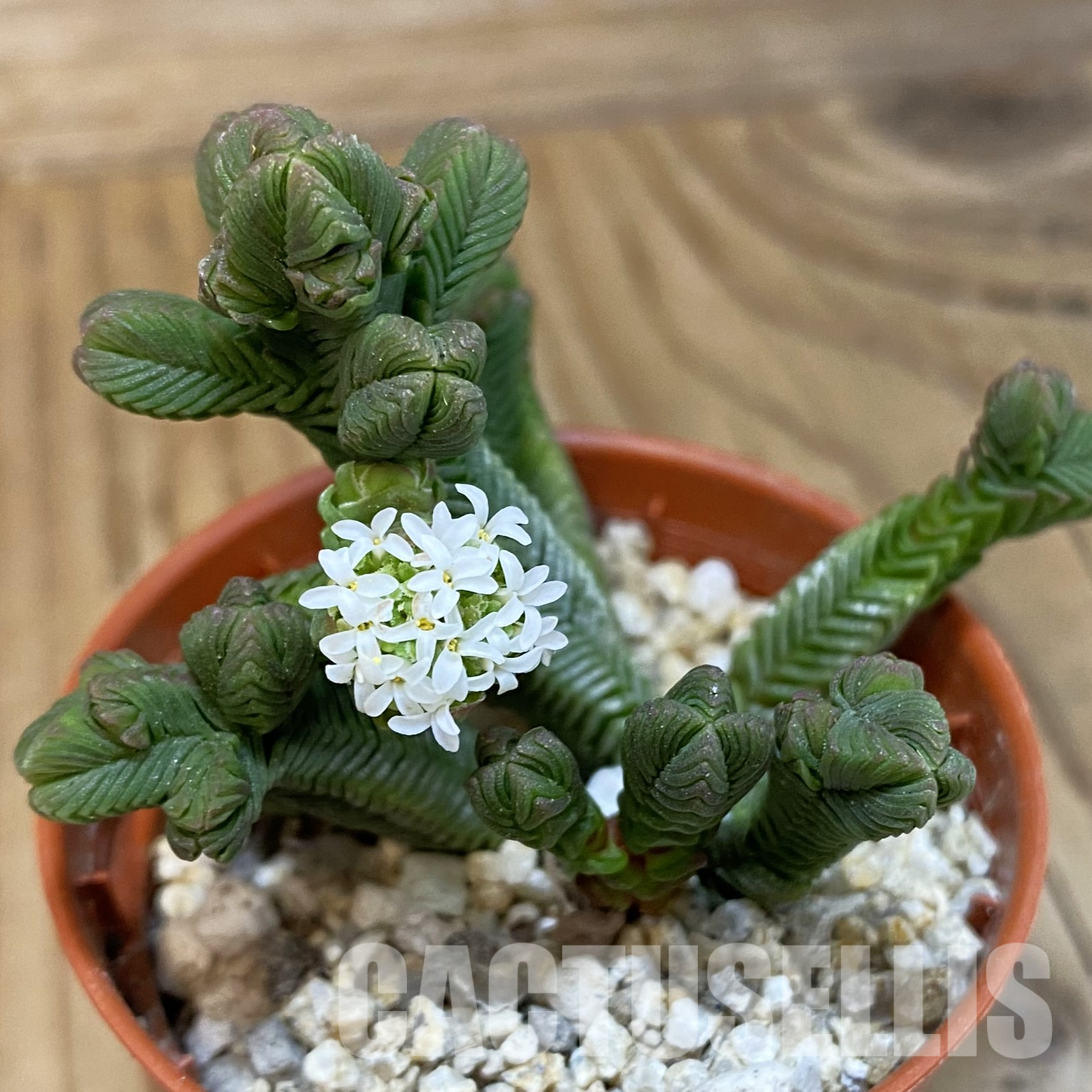 SH32334 Crassula pyramidalis