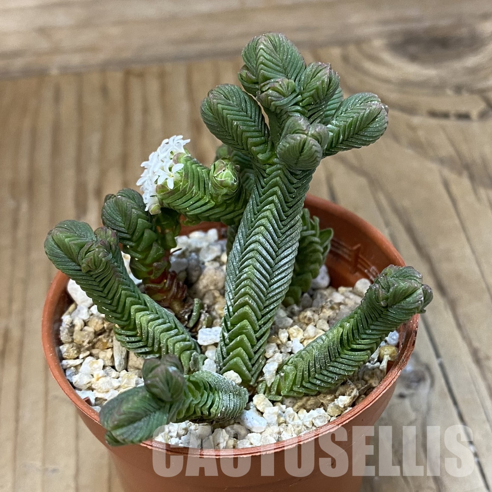 SH32334 Crassula pyramidalis - Image 2