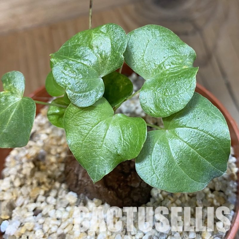 SH32335 Dioscorea elephantipes