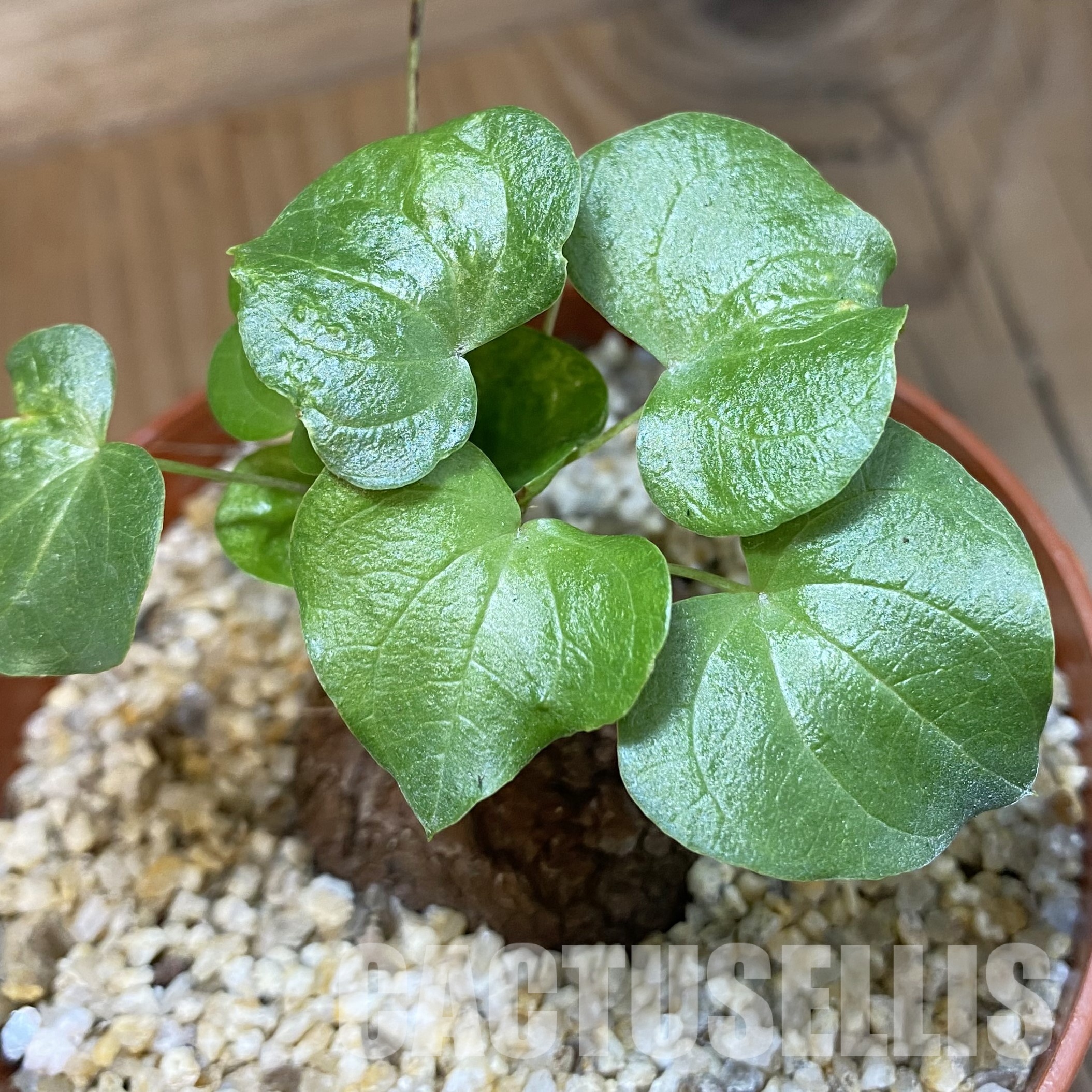 SH32335 Dioscorea elephantipes