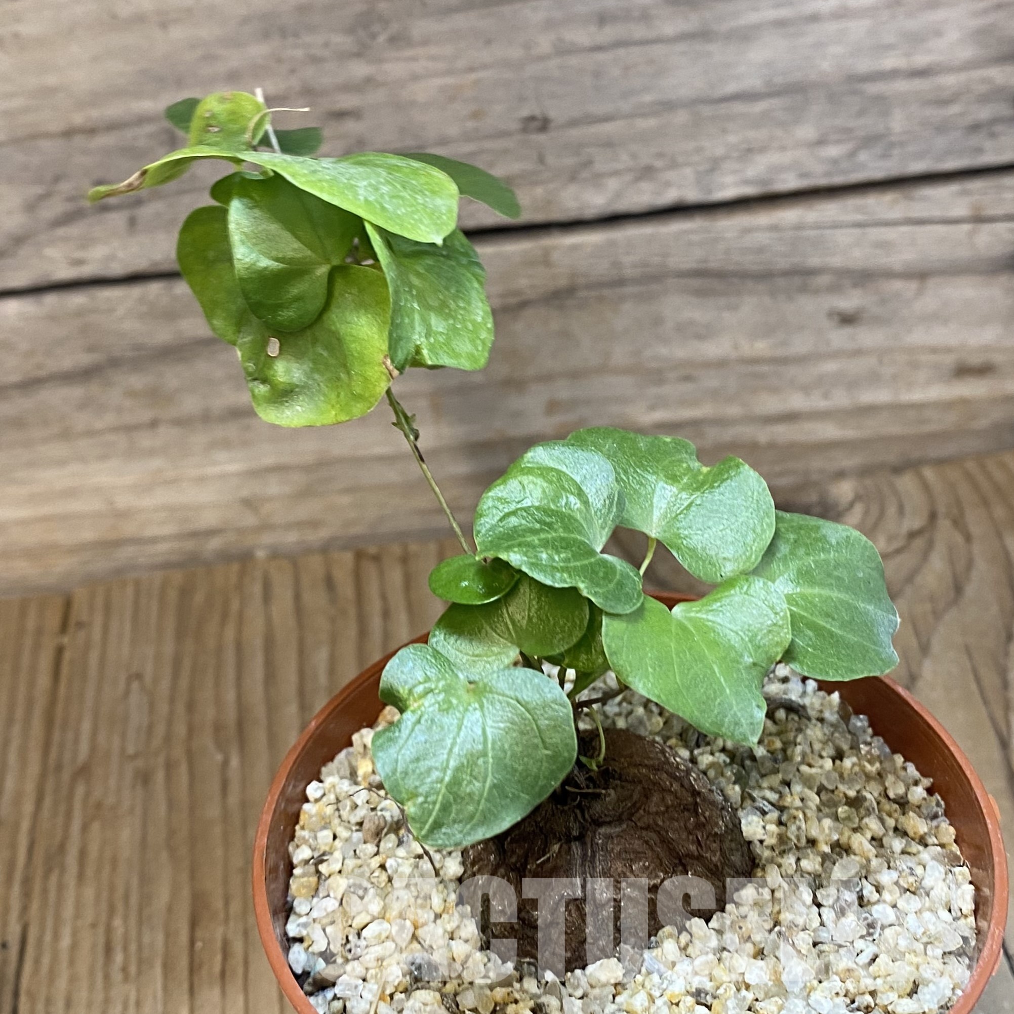 SH32335 Dioscorea elephantipes – Image 2