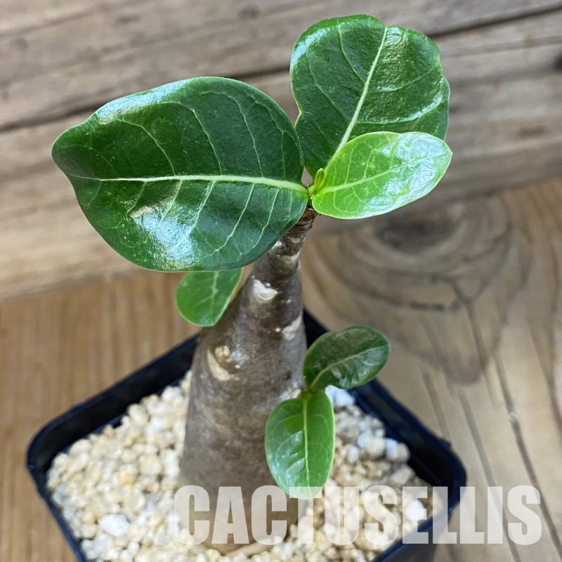 SH32337 Adenium arabicum ‘Black Body’