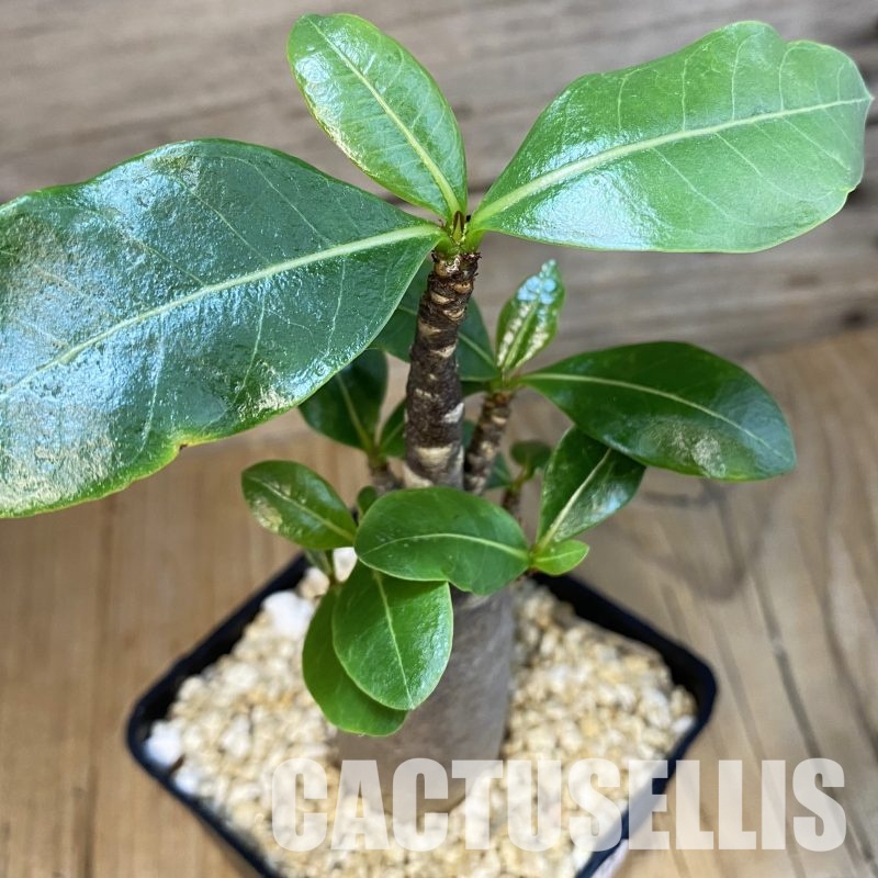 SH32338 Adenium arabicum ‘Black Body’