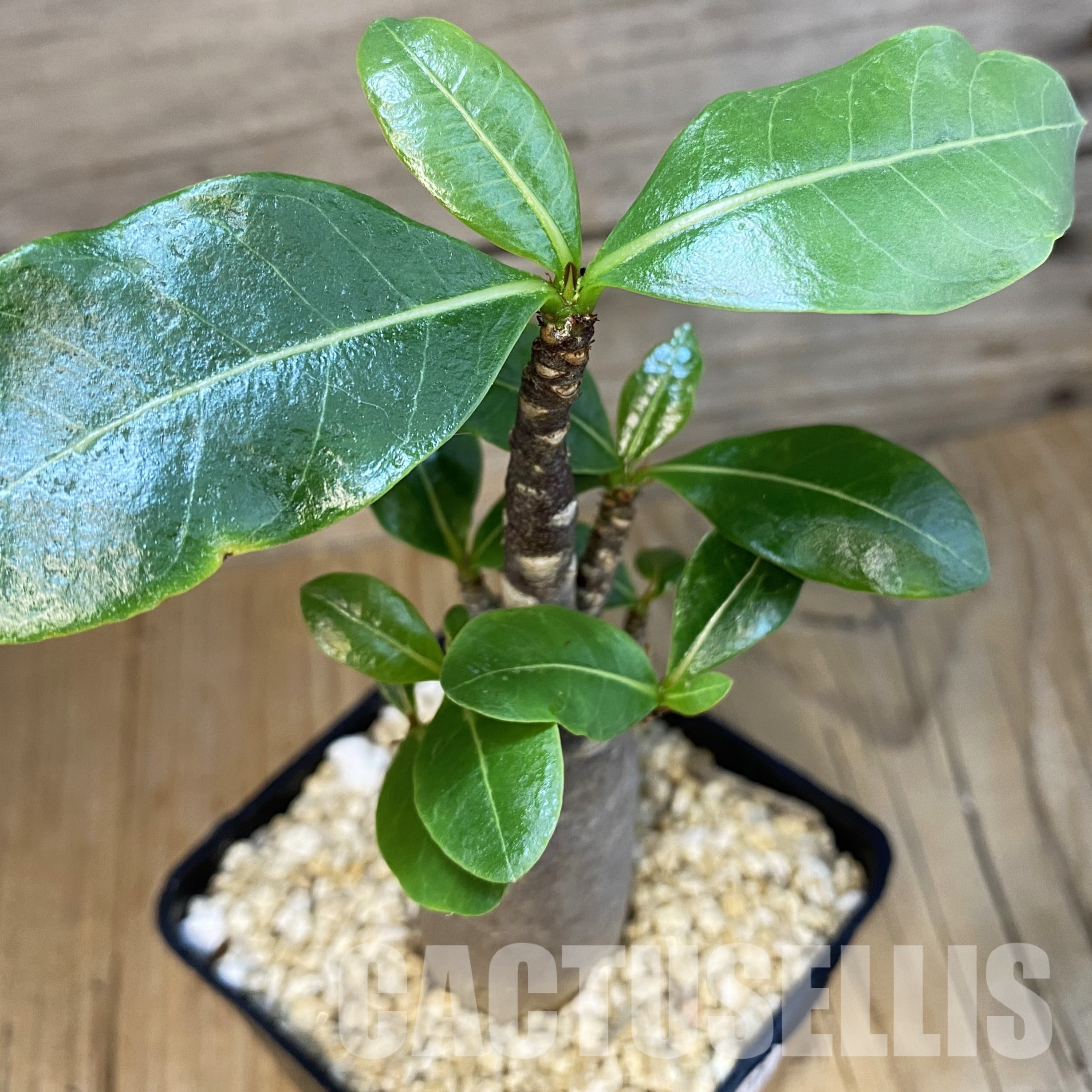 SH32338 Adenium arabicum ‘Black Body’