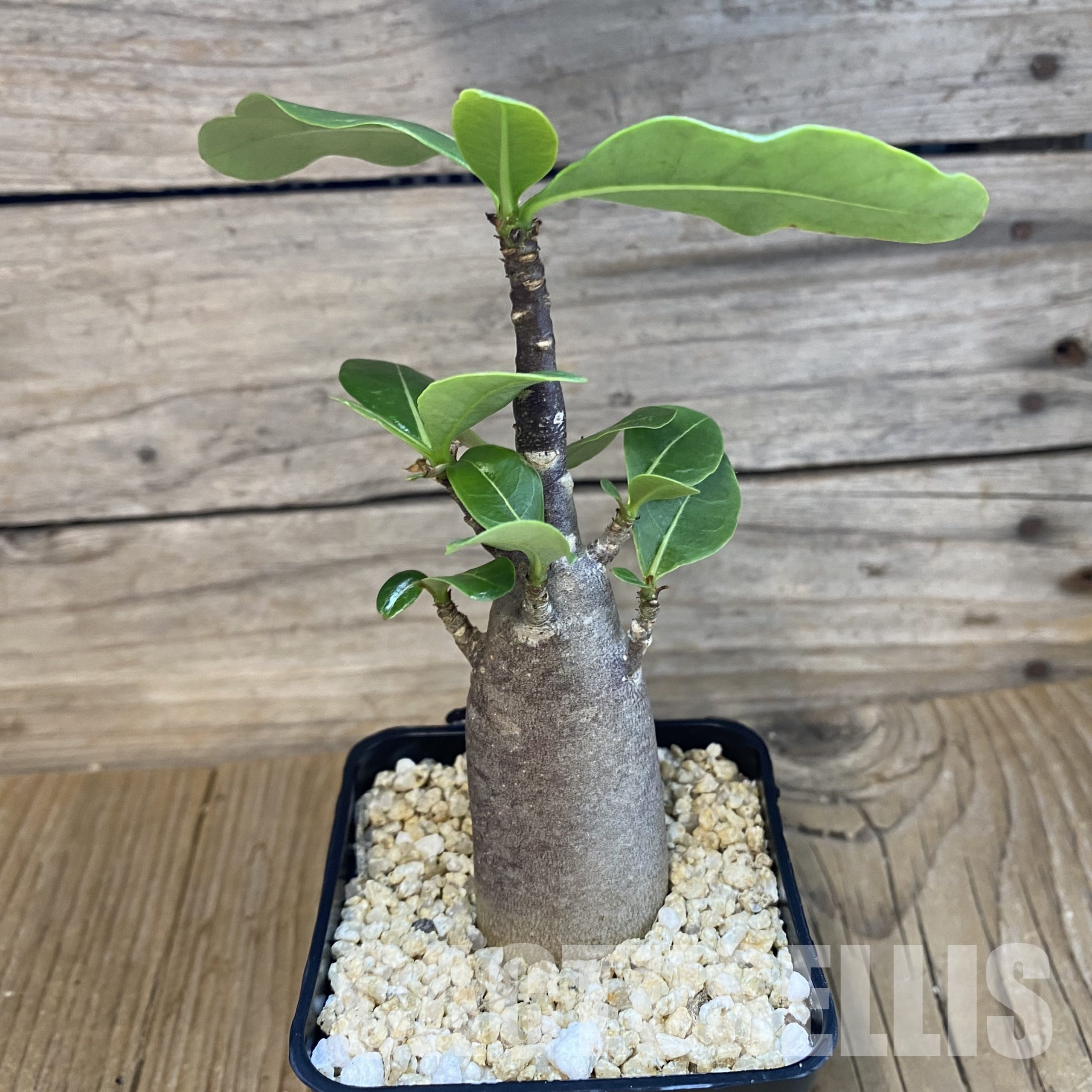 SH32338 Adenium arabicum ‘Black Body’ - Image 2