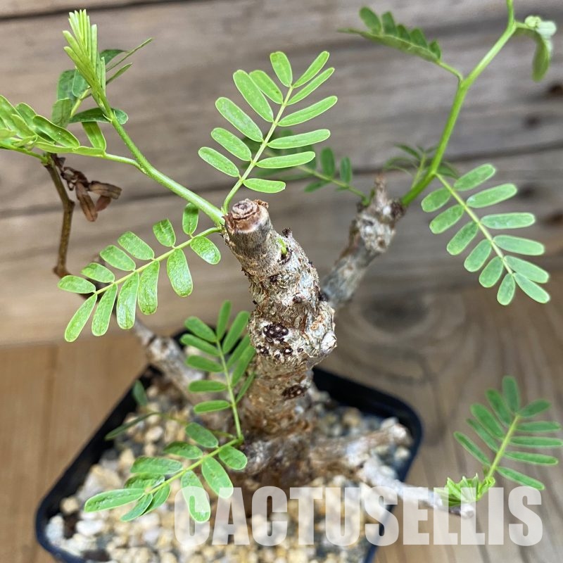 SH32339 Senna meridionalis