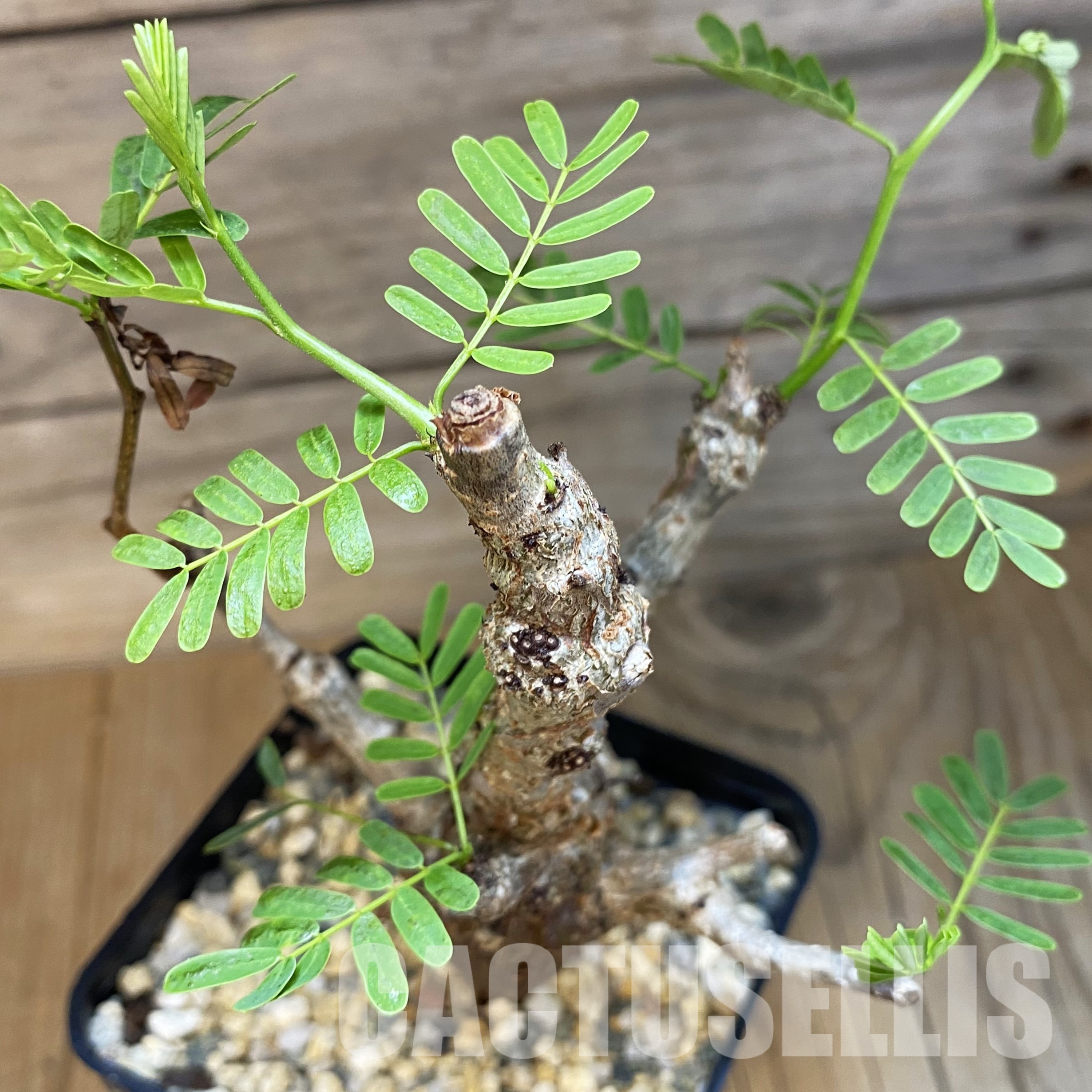 SH32339 Senna meridionalis