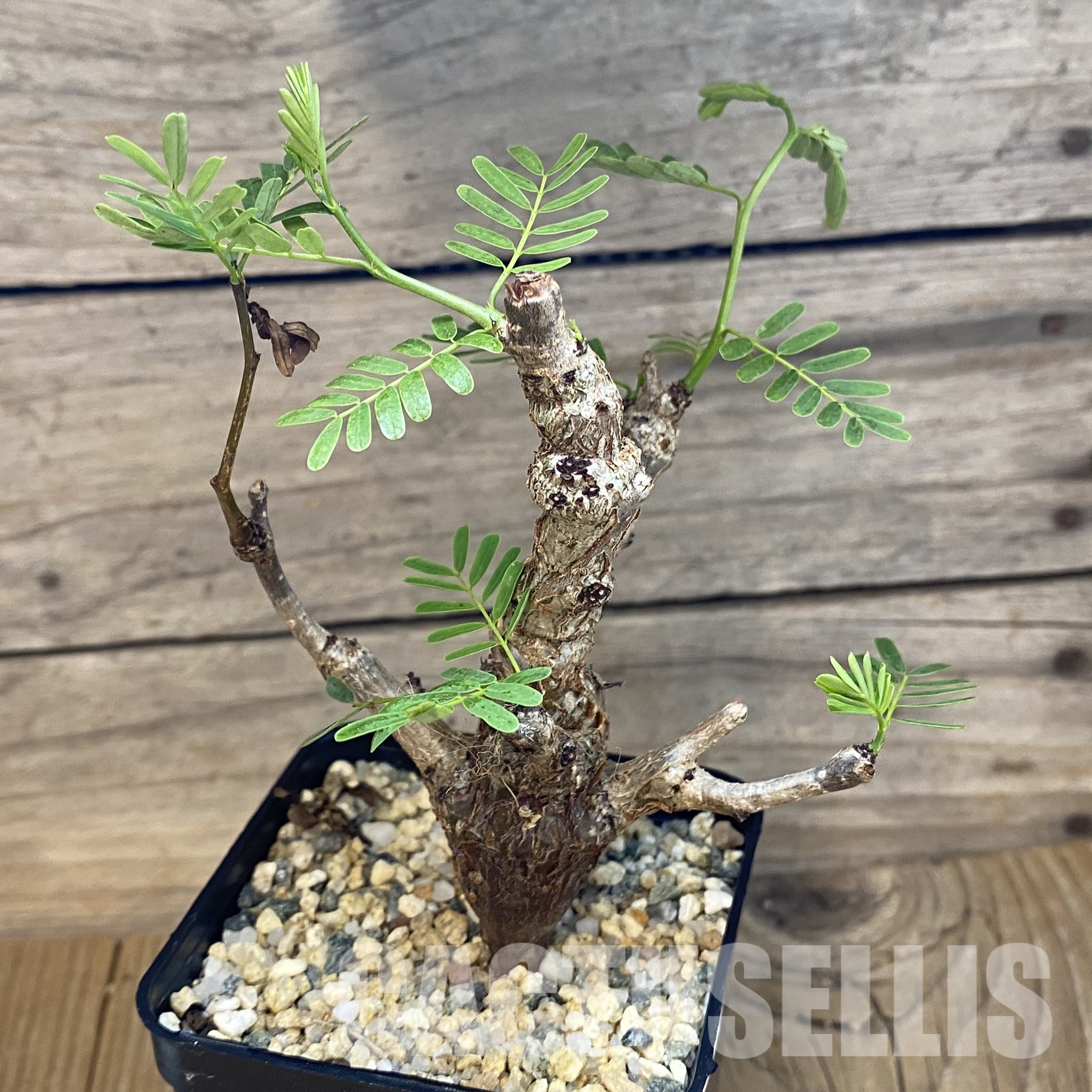 SH32339 Senna meridionalis - Image 2