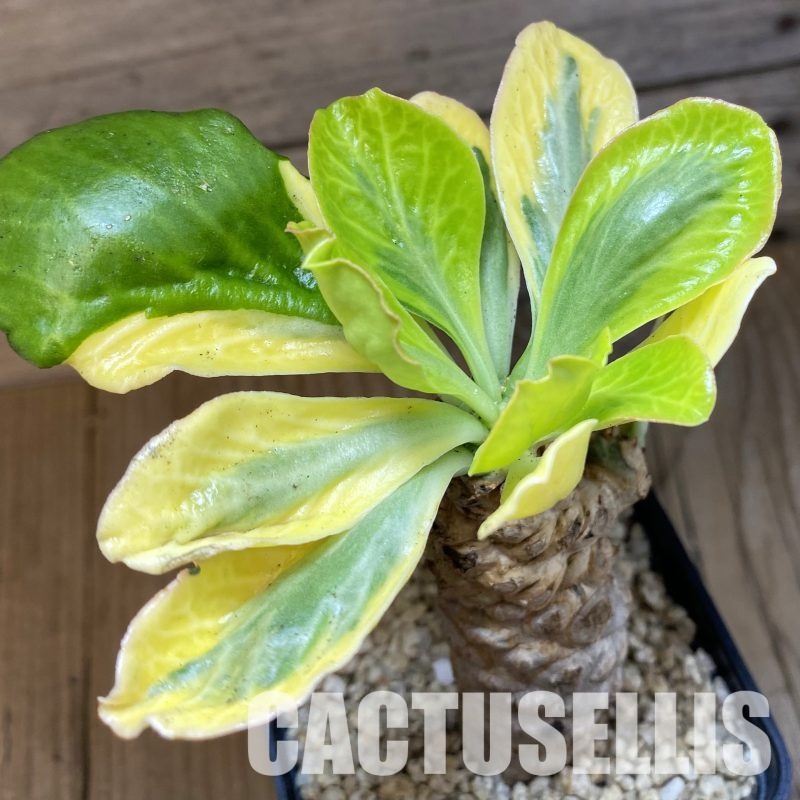 SH32340 Euphorbia poissonii f. variegata