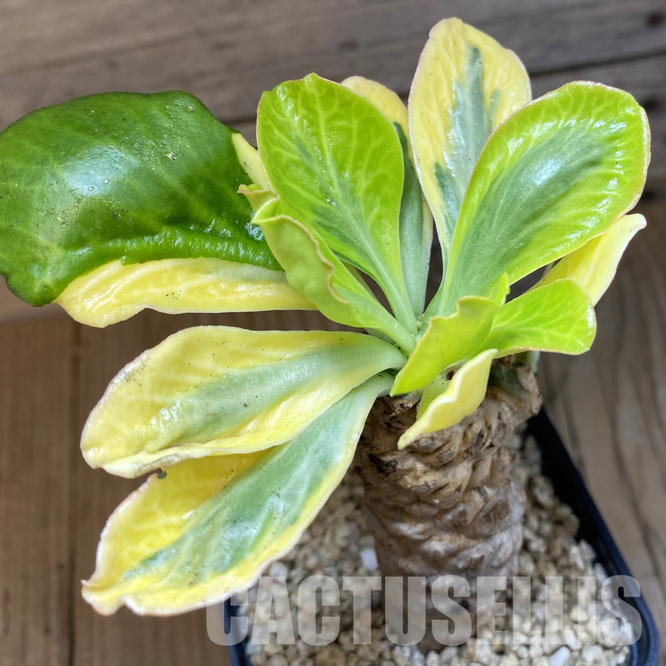 SH32340 Euphorbia poissonii f. variegata