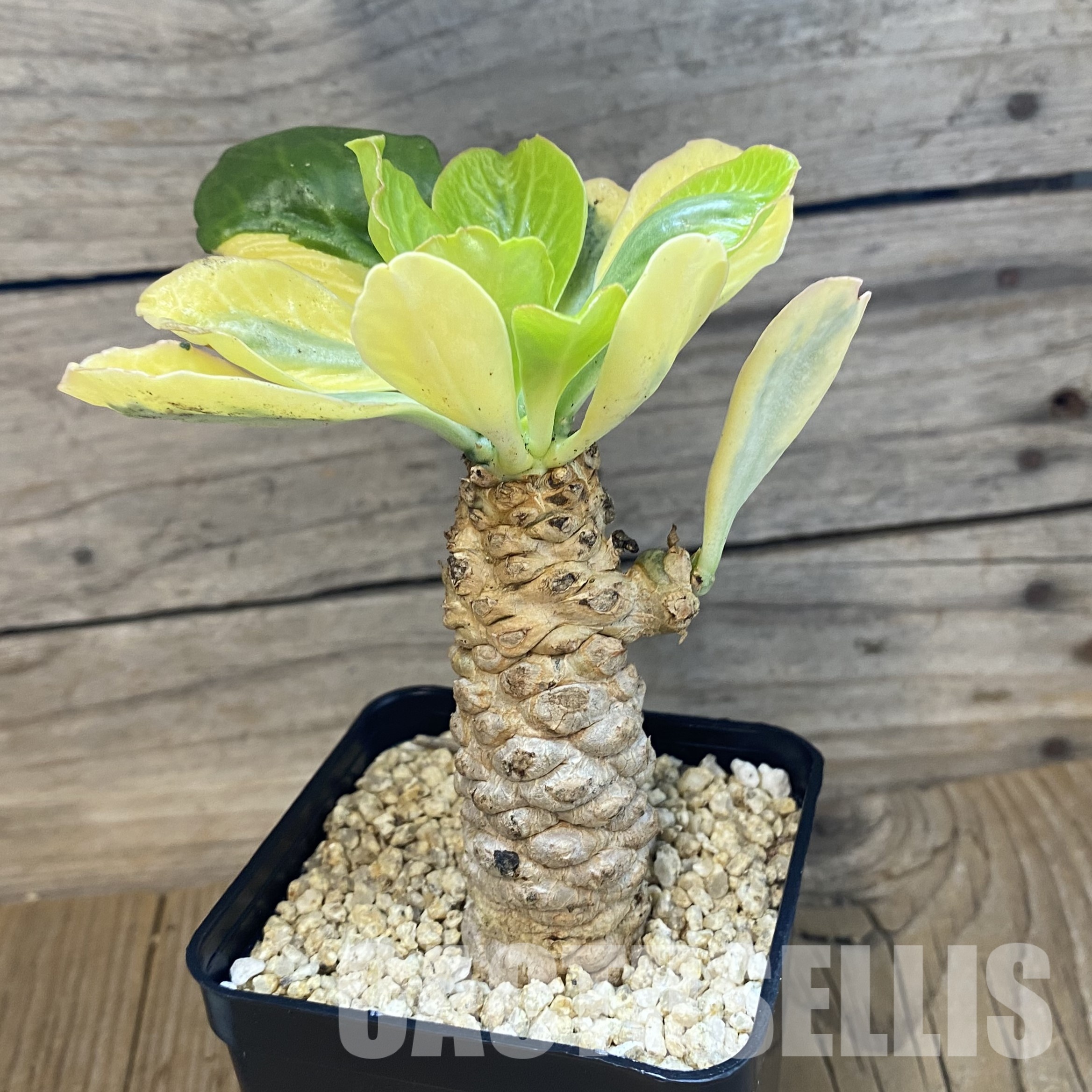 SH32340 Euphorbia poissonii f. variegata - Image 2