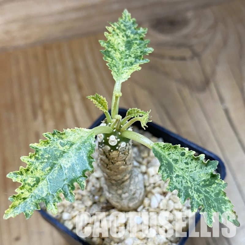 SH32341 Dorstenia hybrid f. variegata