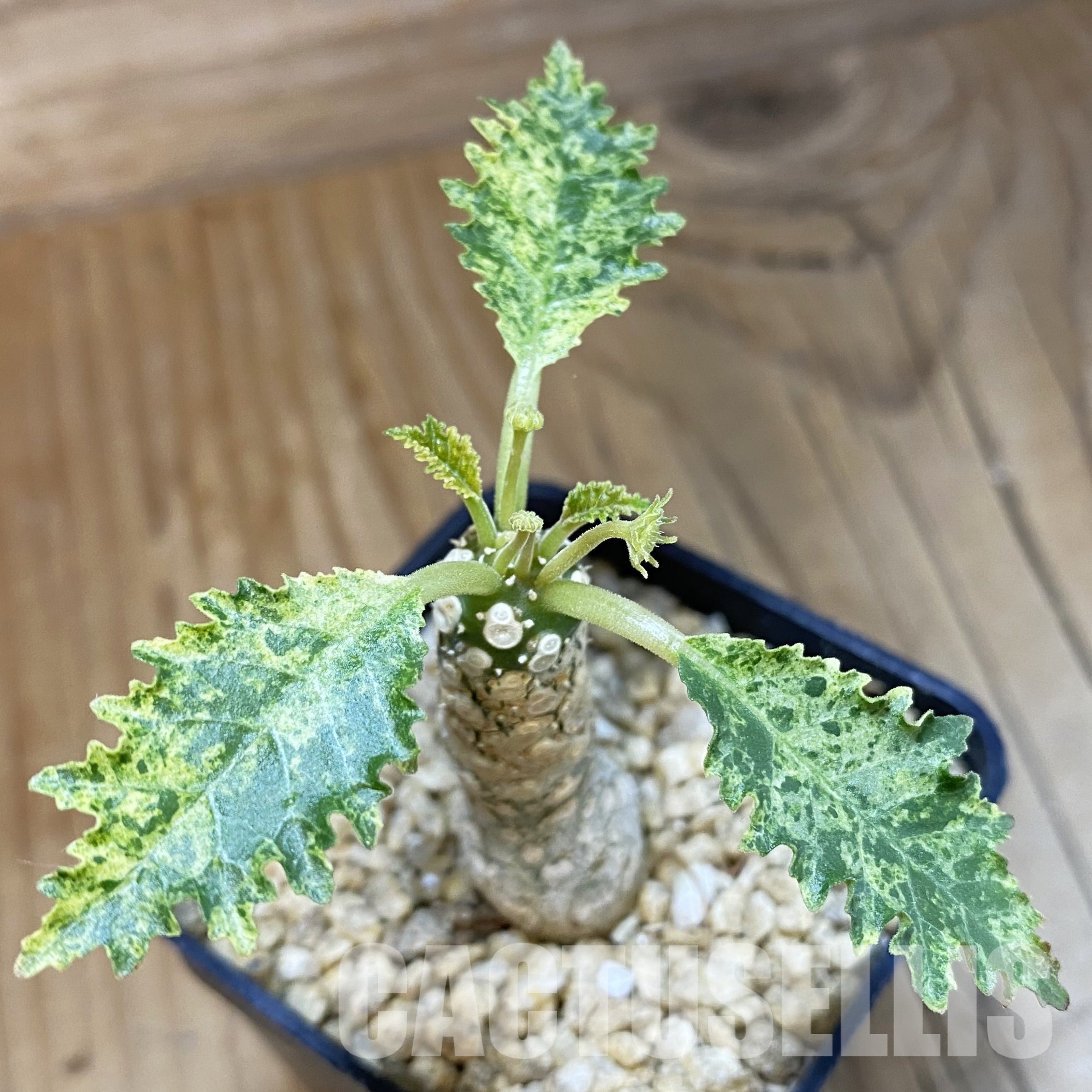 SH32341 Dorstenia hybrid f. variegata