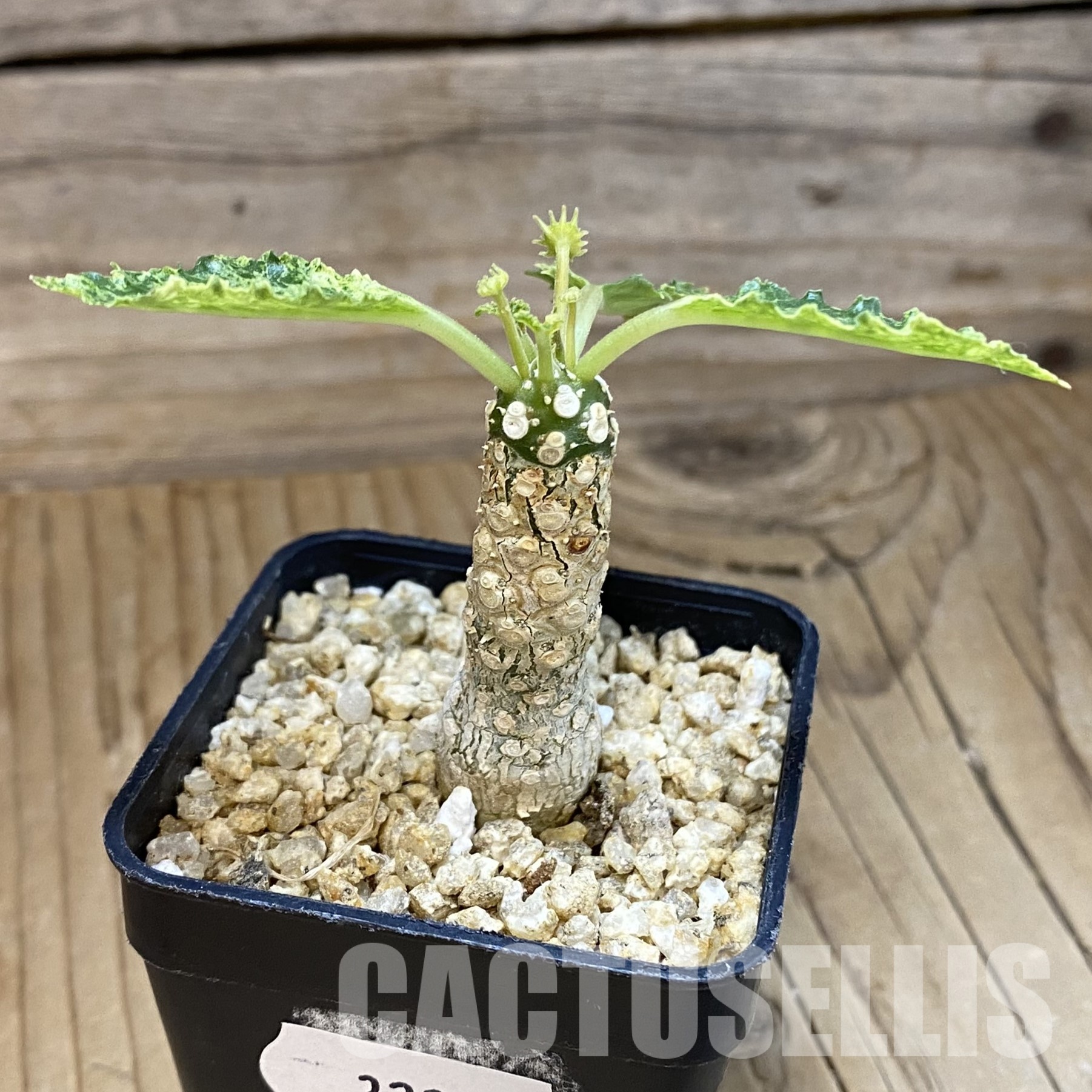 SH32341 Dorstenia hybrid f. variegata - Image 2