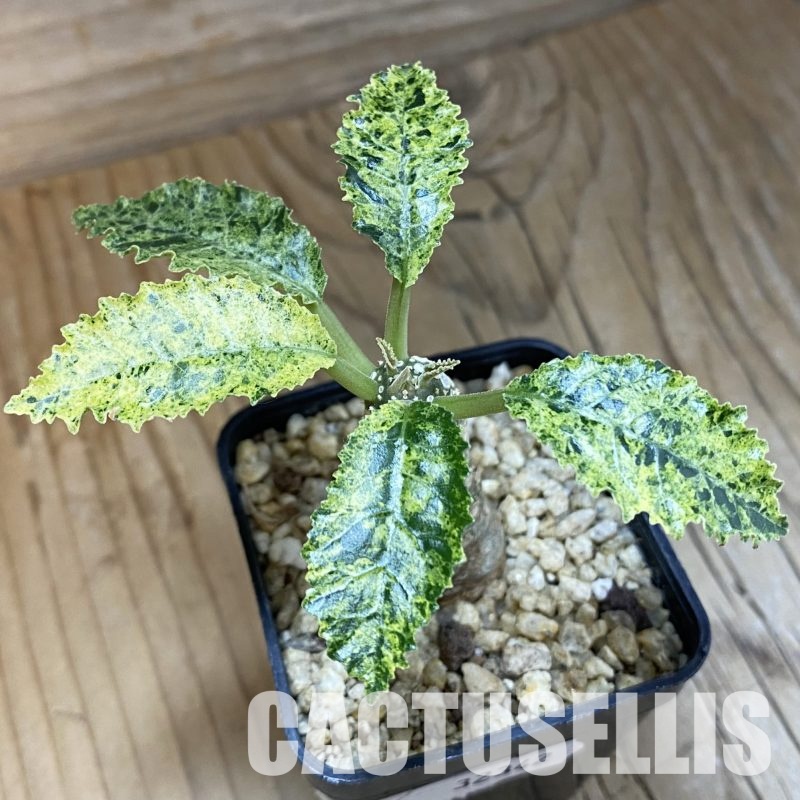 SH32342 Dorstenia hybrid f. variegata