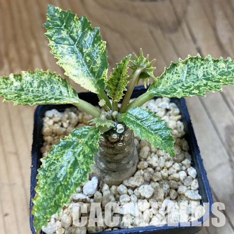 SH32343 Dorstenia hybrid f. variegata