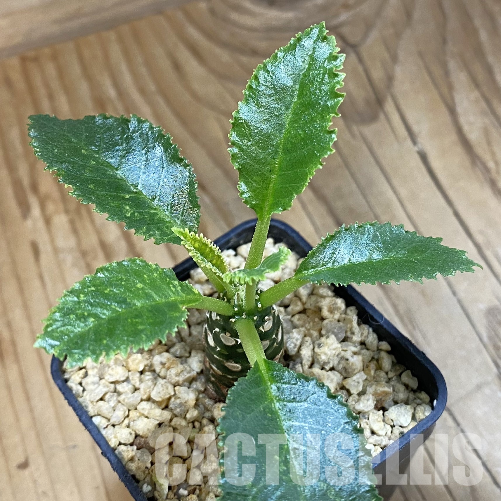 SH32344 Dorstenia horwoodii hybrid