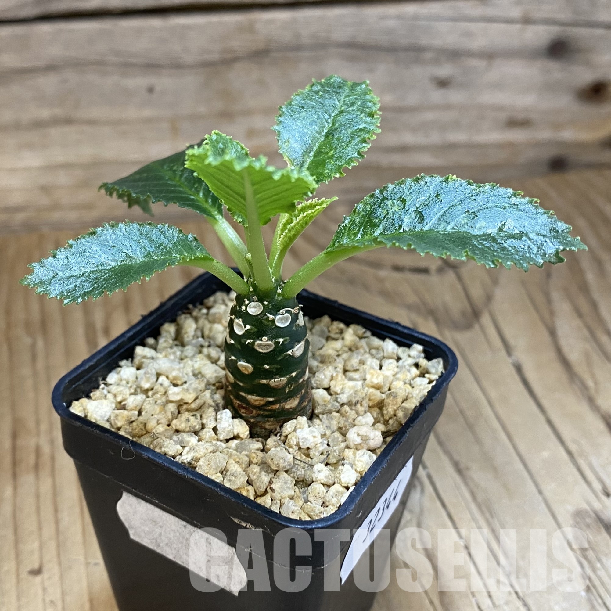 SH32344 Dorstenia horwoodii hybrid - Image 2