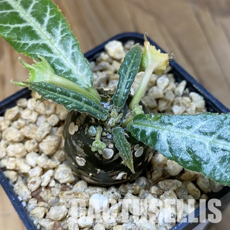 SH32345 Dorstenia horwoodii hybrid