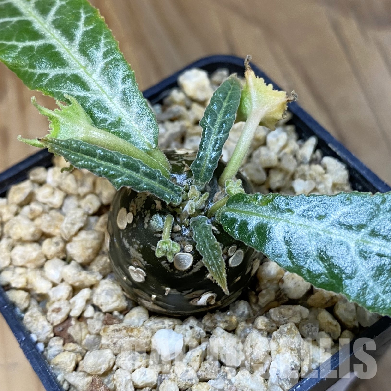 SH32345 Dorstenia horwoodii hybrid