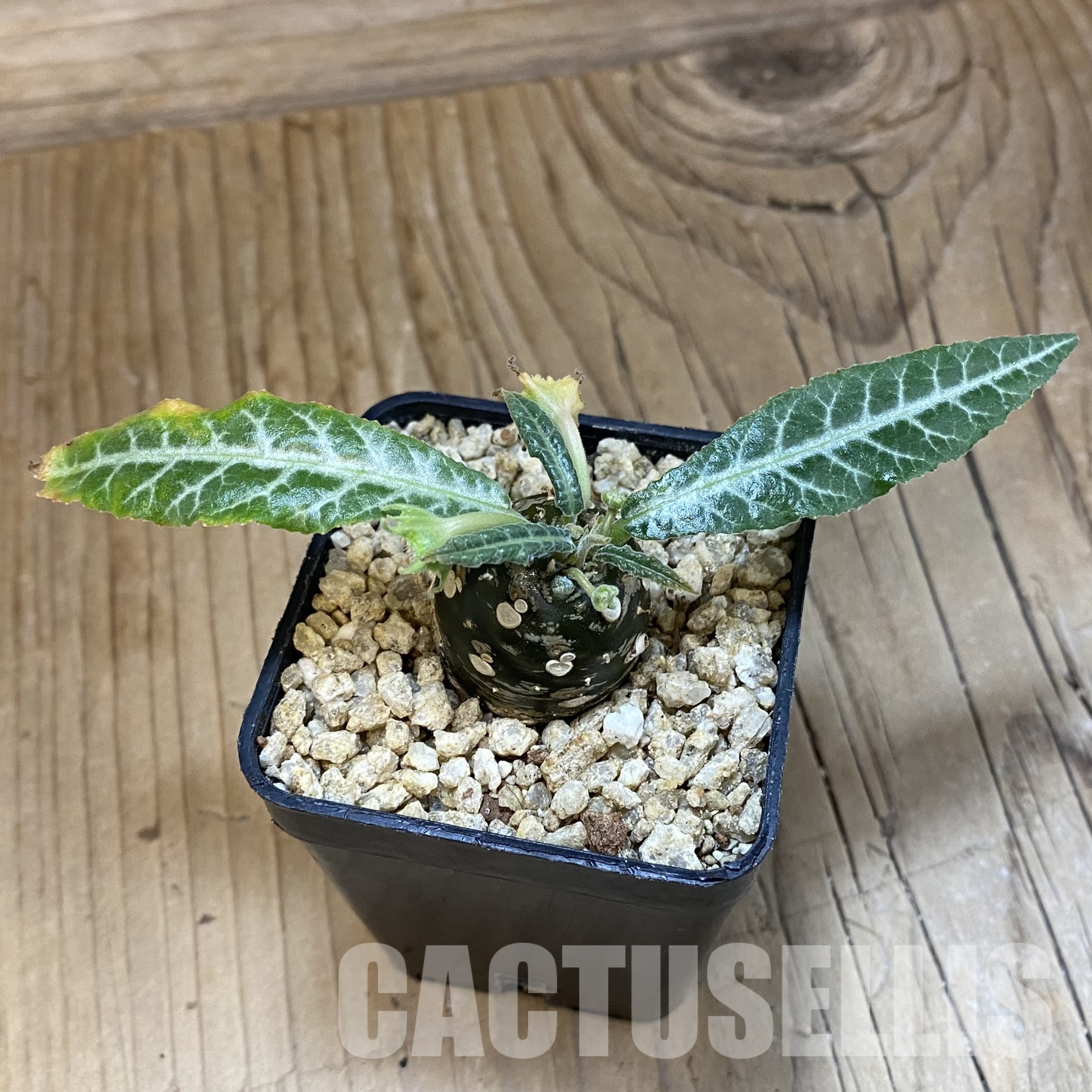 SH32345 Dorstenia horwoodii hybrid - Image 2