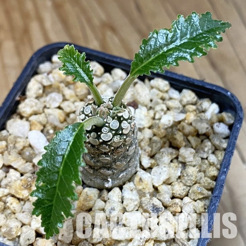 SH32346 Dorstenia horwoodii hybrid