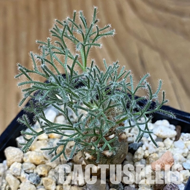 SH32349 Sarcocaulon peniculinum