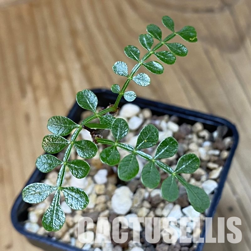 SH32350 Operculicarya pachypus