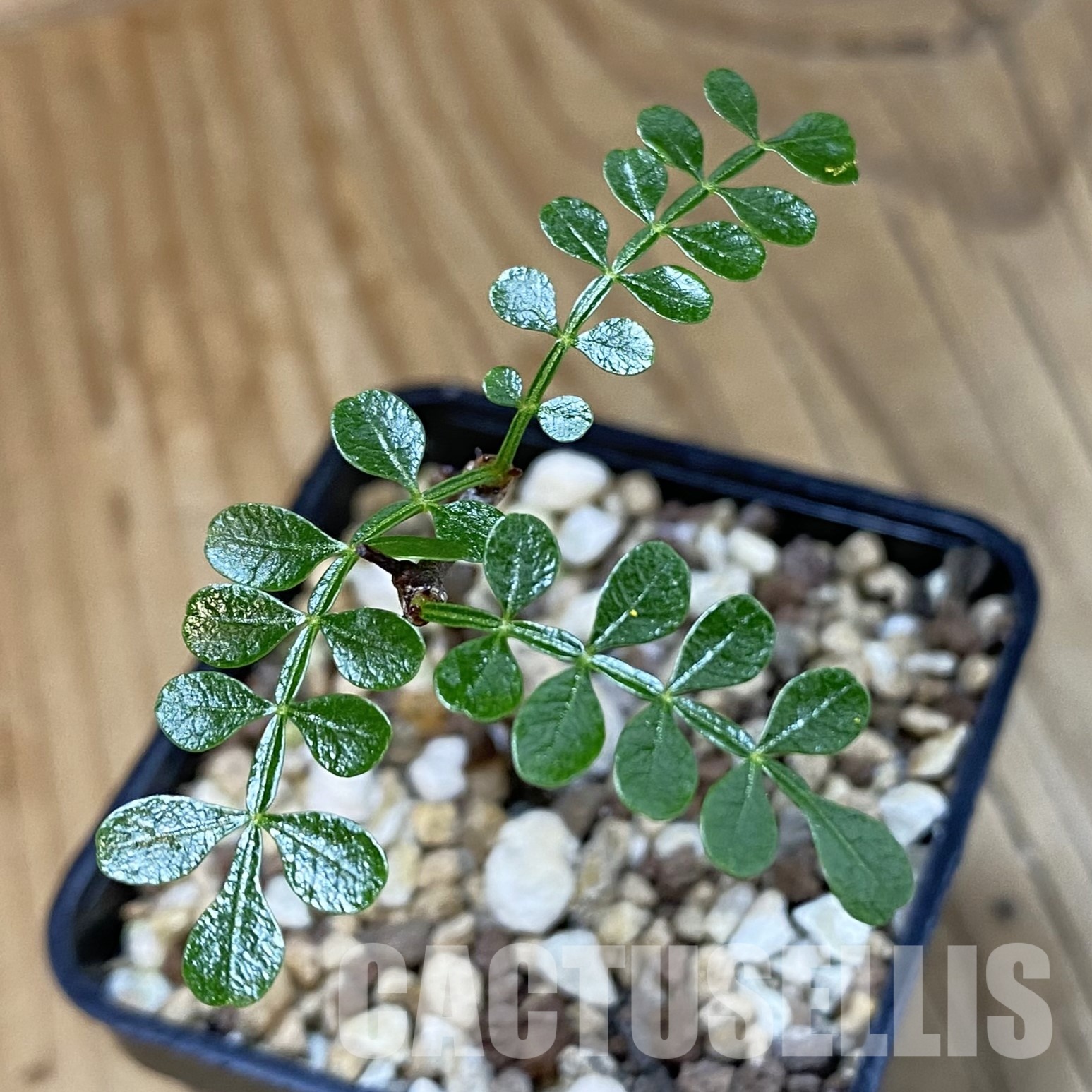 SH32350 Operculicarya pachypus