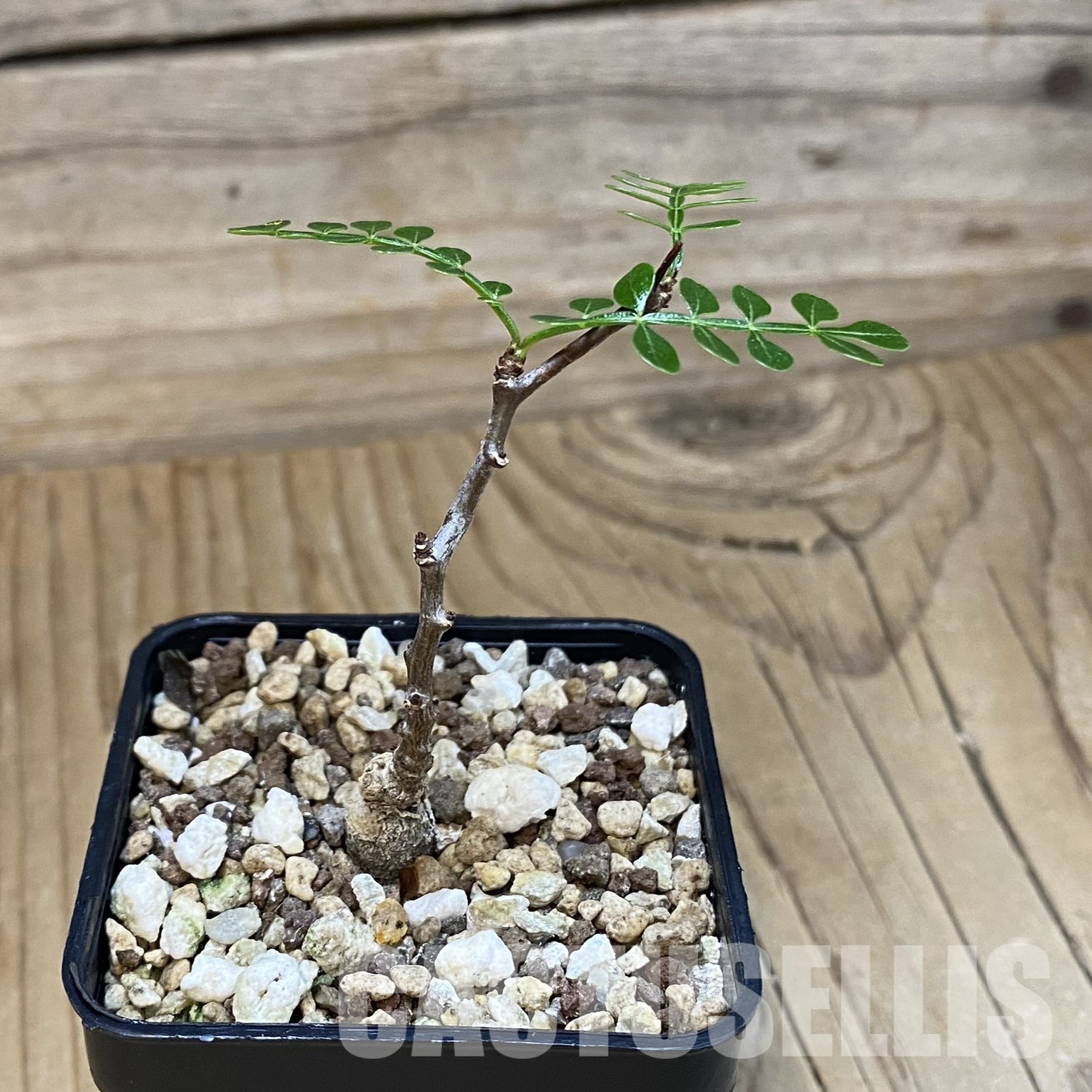 SH32350 Operculicarya pachypus - Image 2