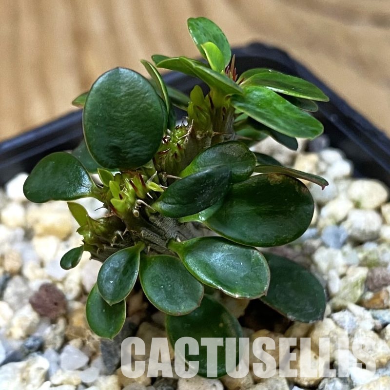 SH32351 Euphorbia milii f. cristata