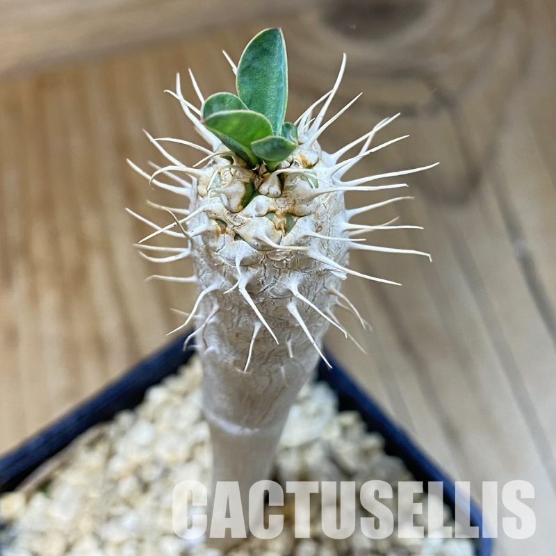 SH32352 Euphorbia guillauminiana