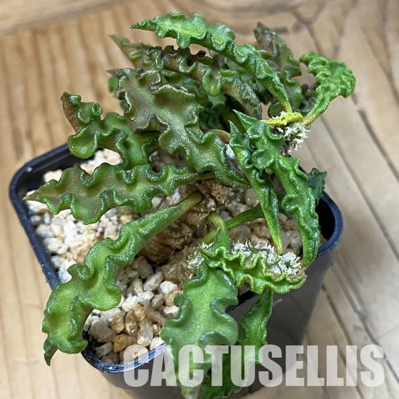 SH32353 Euphorbia decaryi v. spirosticha