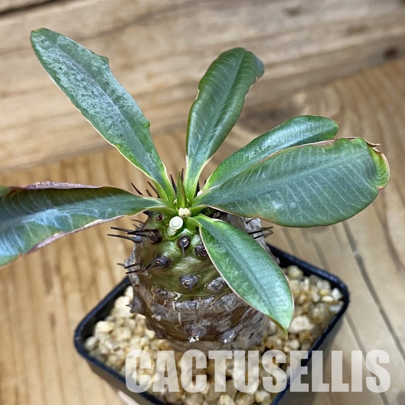 SH32354 Euphorbia pachypodioides