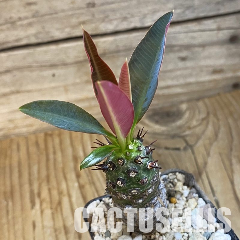 SH32355 Euphorbia pachypodioides