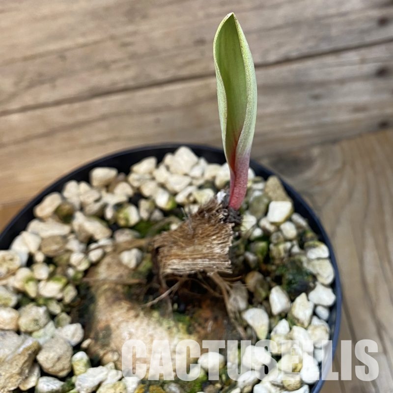 SH32356 Eriospermum aff. mackenii ES22864