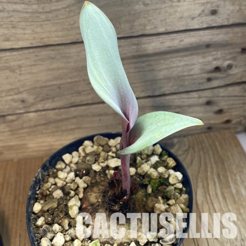 SH32357 Eriospermum aff. mackenii ES22864