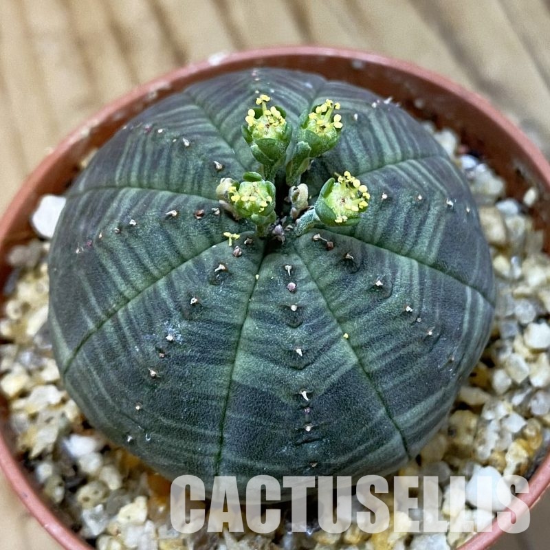 SET269 Euphorbia obesa ♀ ♂, 2 plants