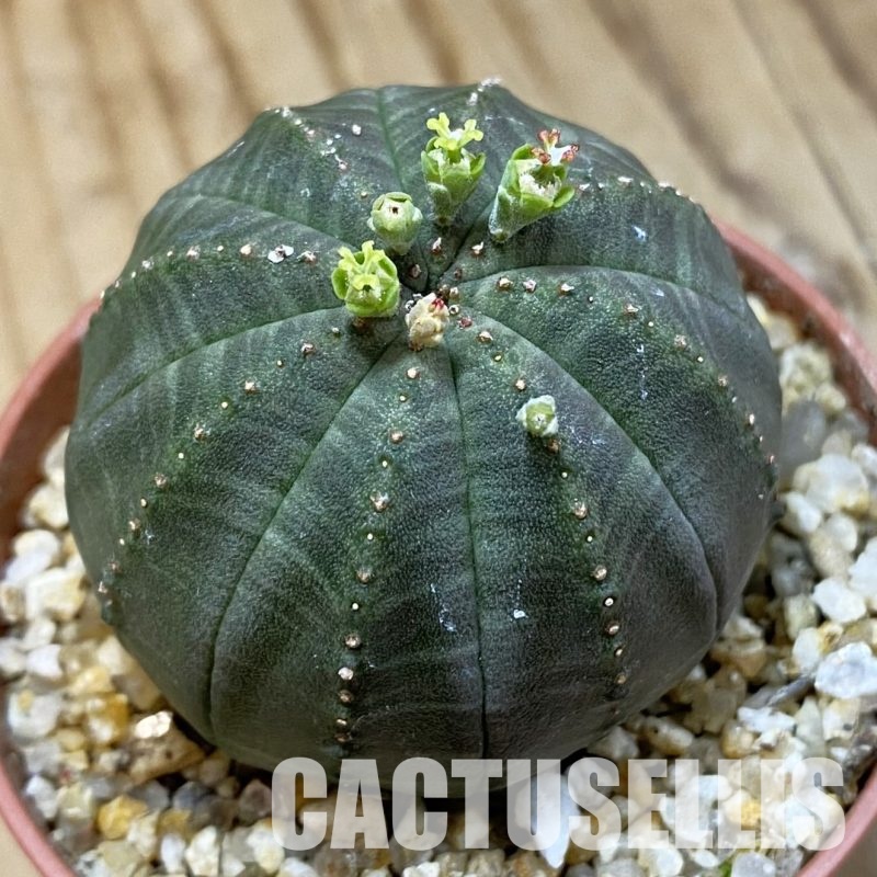 SET270 Euphorbia obesa ♀ ♂, 2 plants